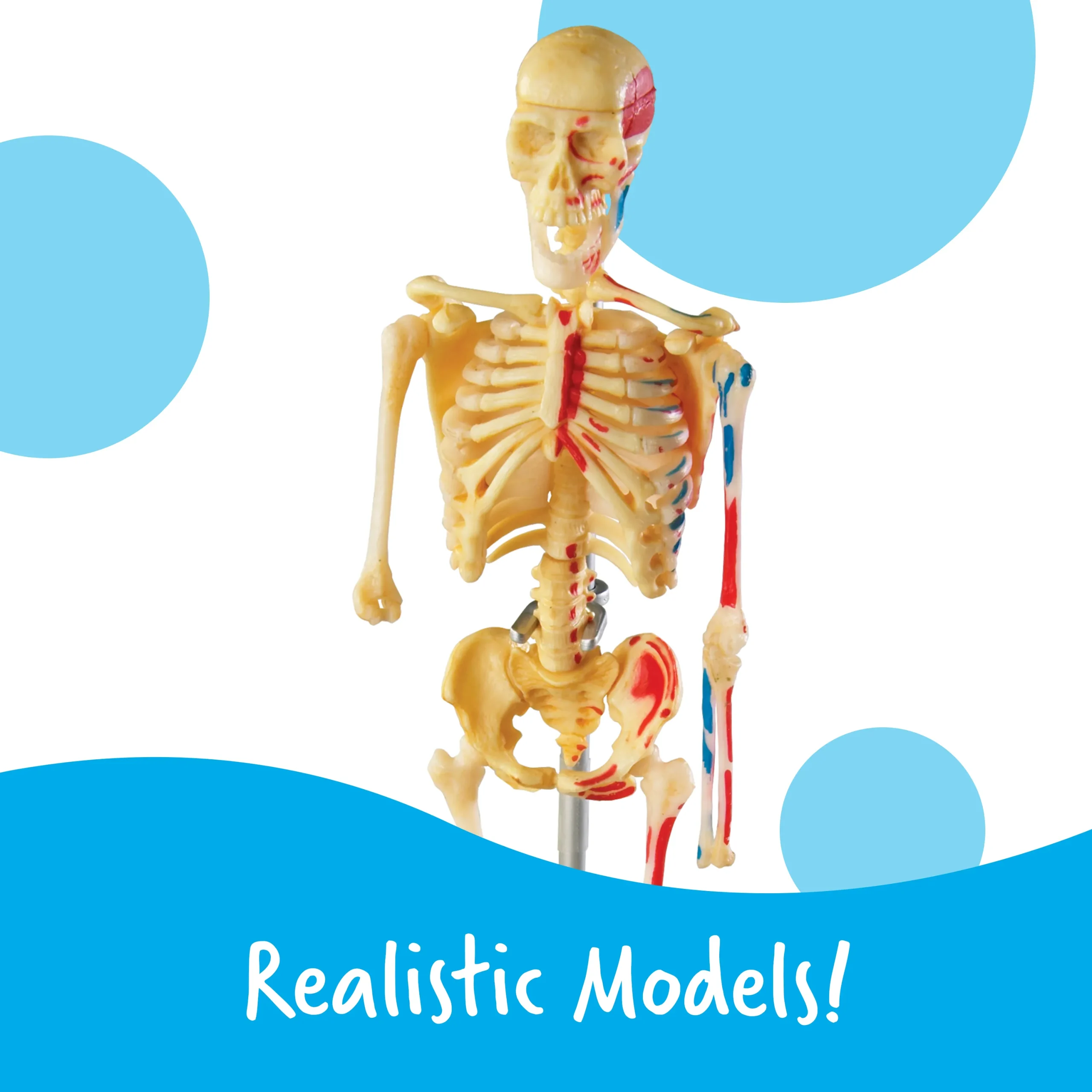 Anatomy Models Bundle - Image 5