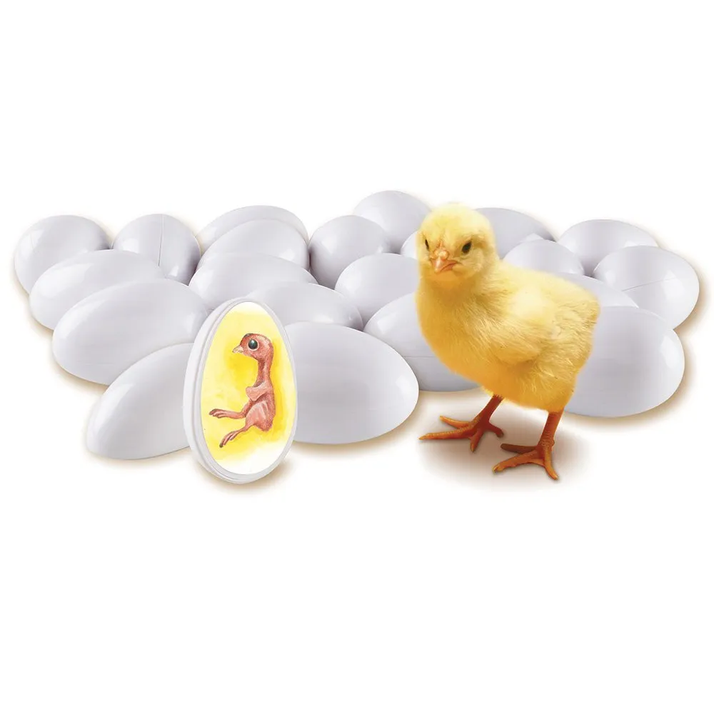 Chick Life Cycle Exploration Set - Image 3