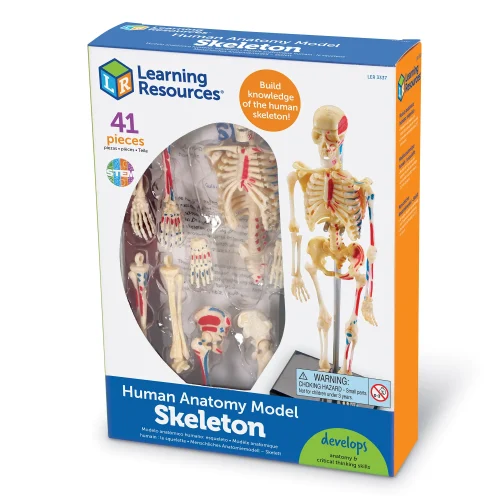 Alternative view of Anatomy Model - Skeleton