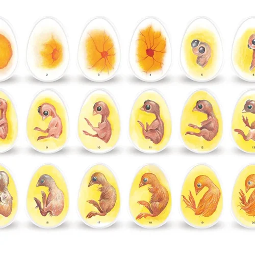 Chick Life Cycle Exploration Set