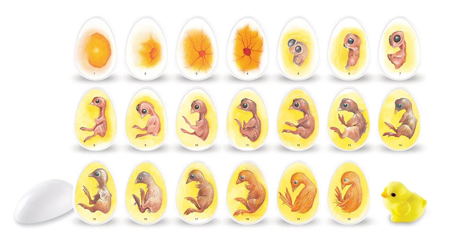 Chick Life Cycle Exploration Set