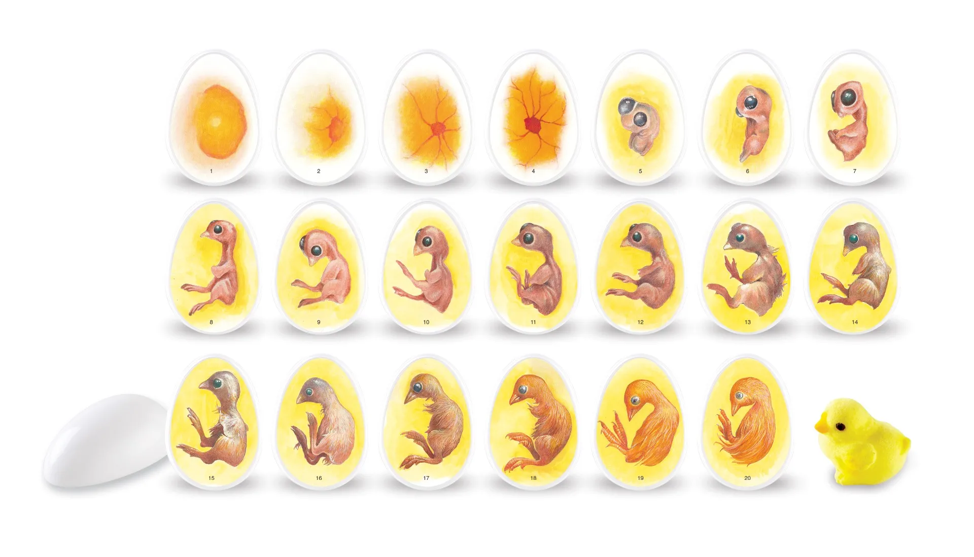 Chick Life Cycle Exploration Set - Image 9