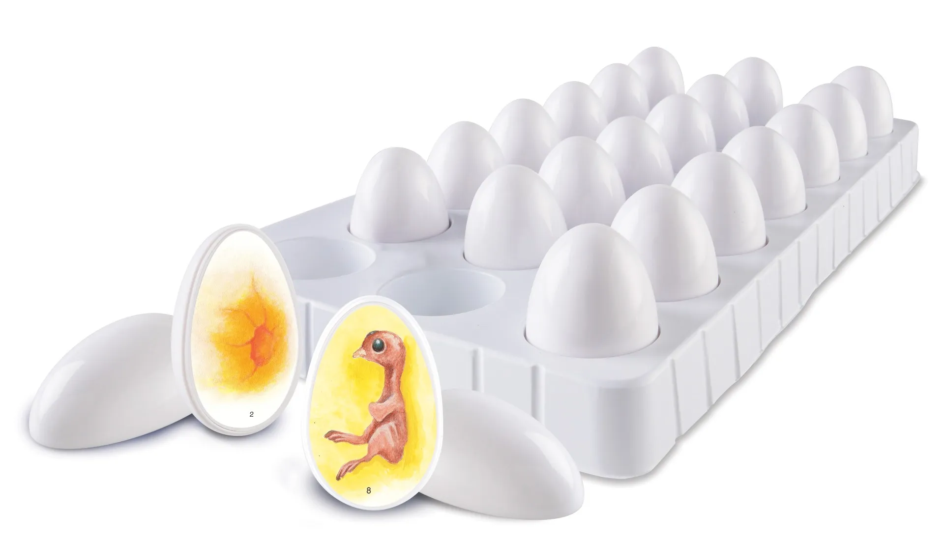 Chick Life Cycle Exploration Set - Image 11