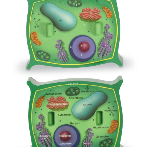 Soft Foam Cross-Section Plant Cell Model