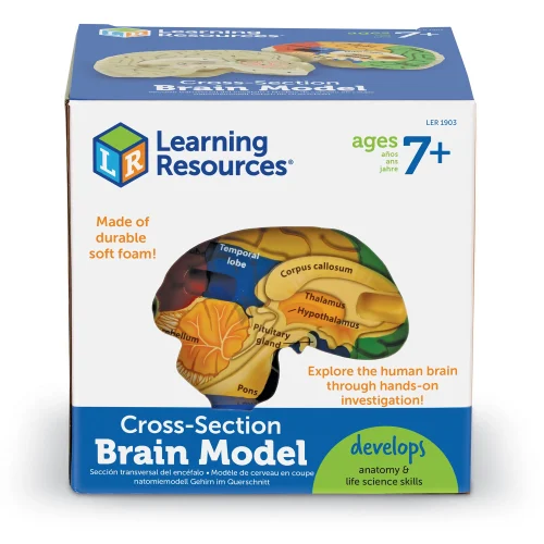 Alternative view of Soft Foam Cross-Section Human Brain Model