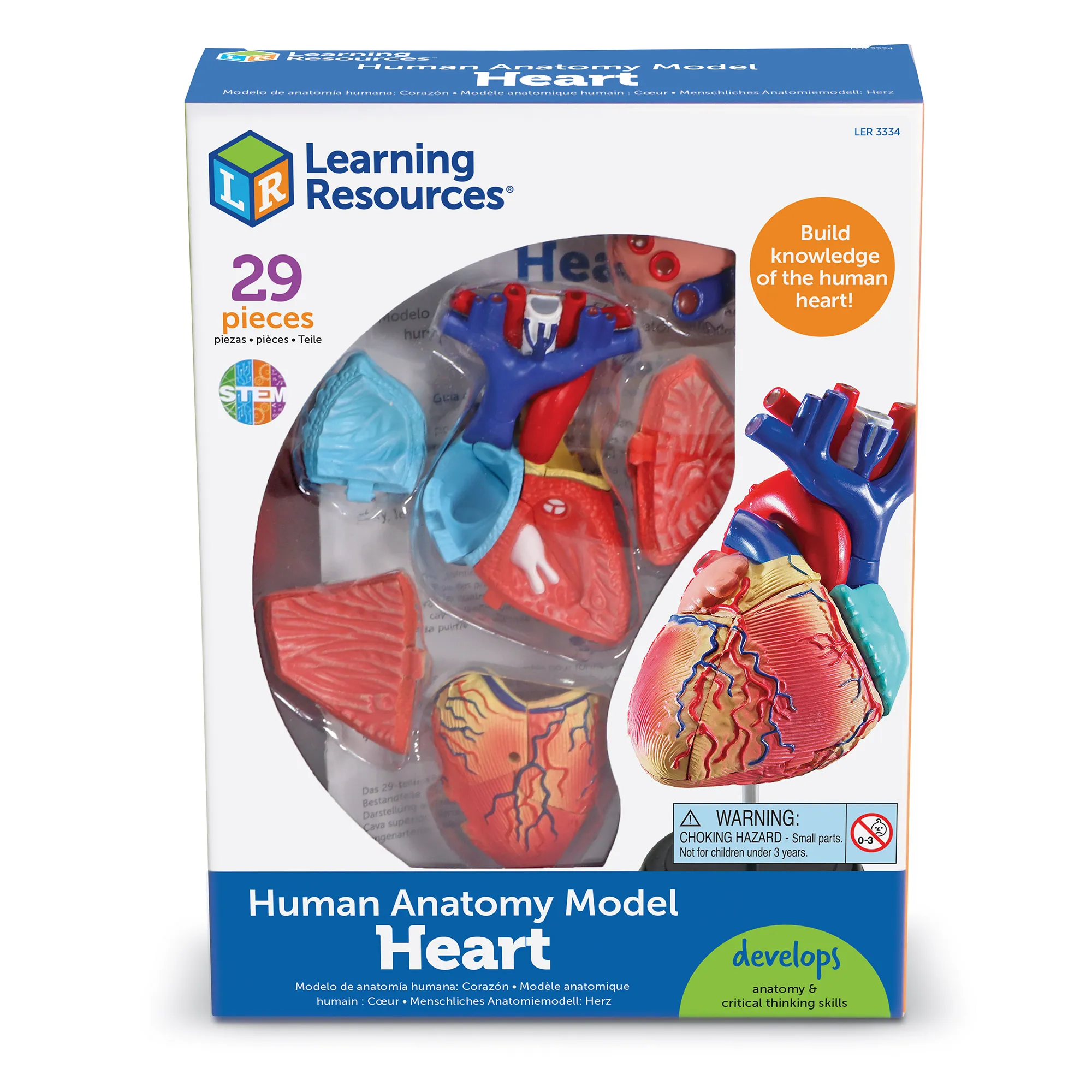 Anatomy Model - Heart - Image 5