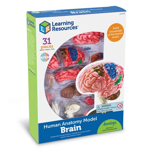 Alternative view of Anatomy Model - Brain