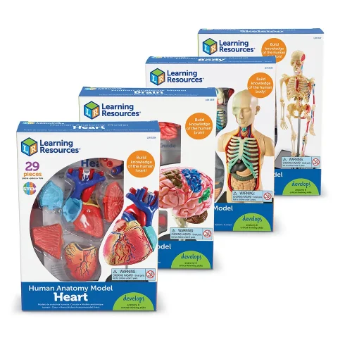 Alternative view of Anatomy Models Bundle