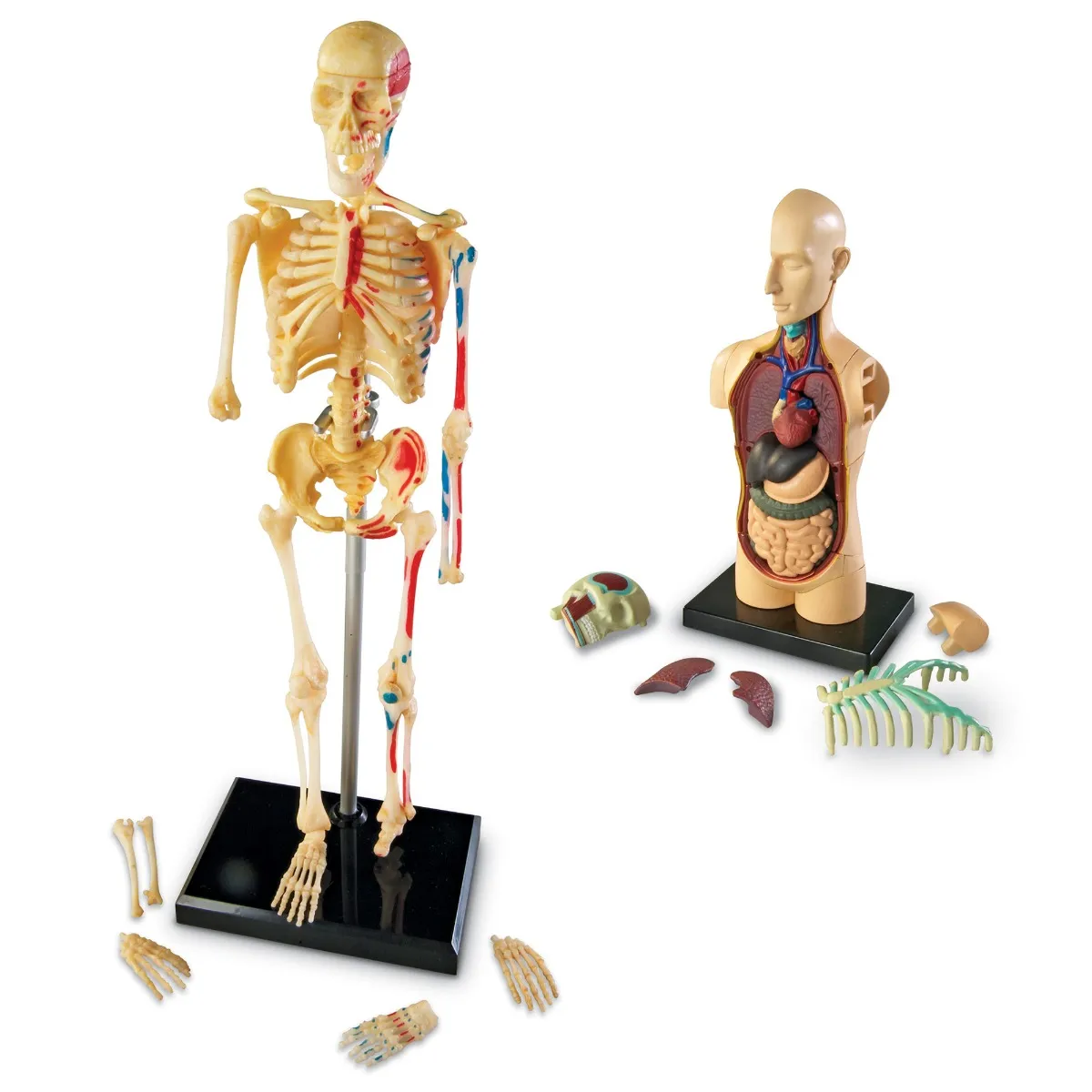 Anatomy Models Bundle - Image 10