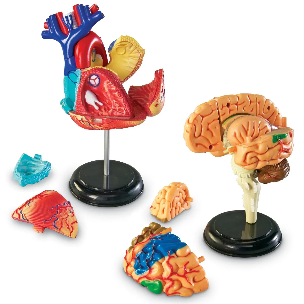 Anatomy Models Bundle - Image 9