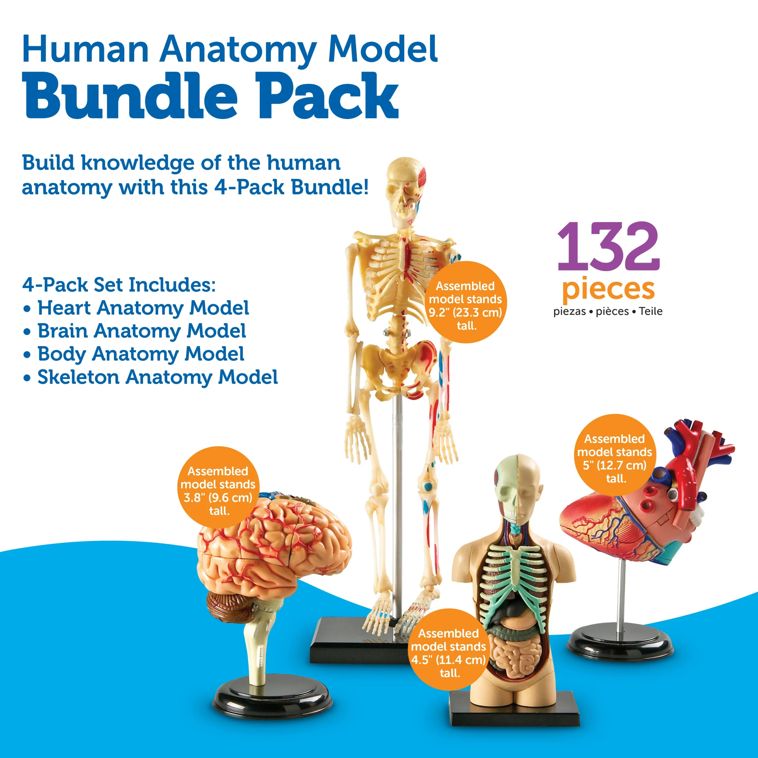Anatomy Models Bundle - Image 7