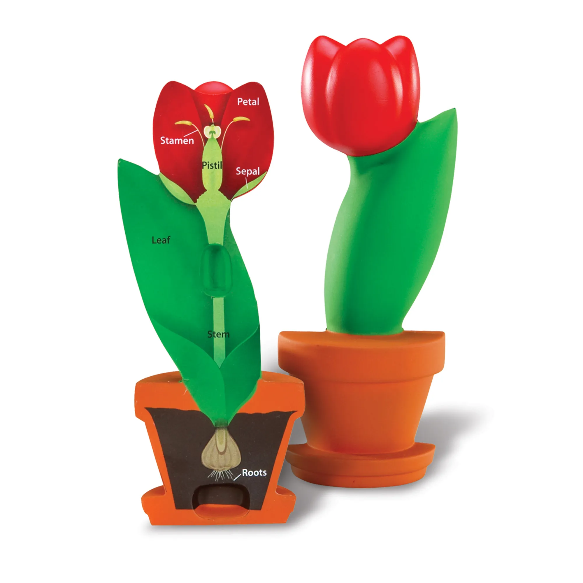 Soft Foam Cross-Section Flower Model - Image 5