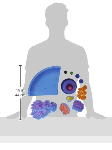 Alternative view of Giant Magnetic Animal Cell