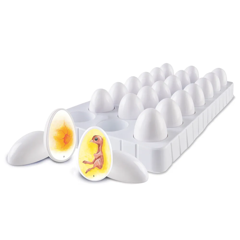 Chick Life Cycle Exploration Set - Image 4
