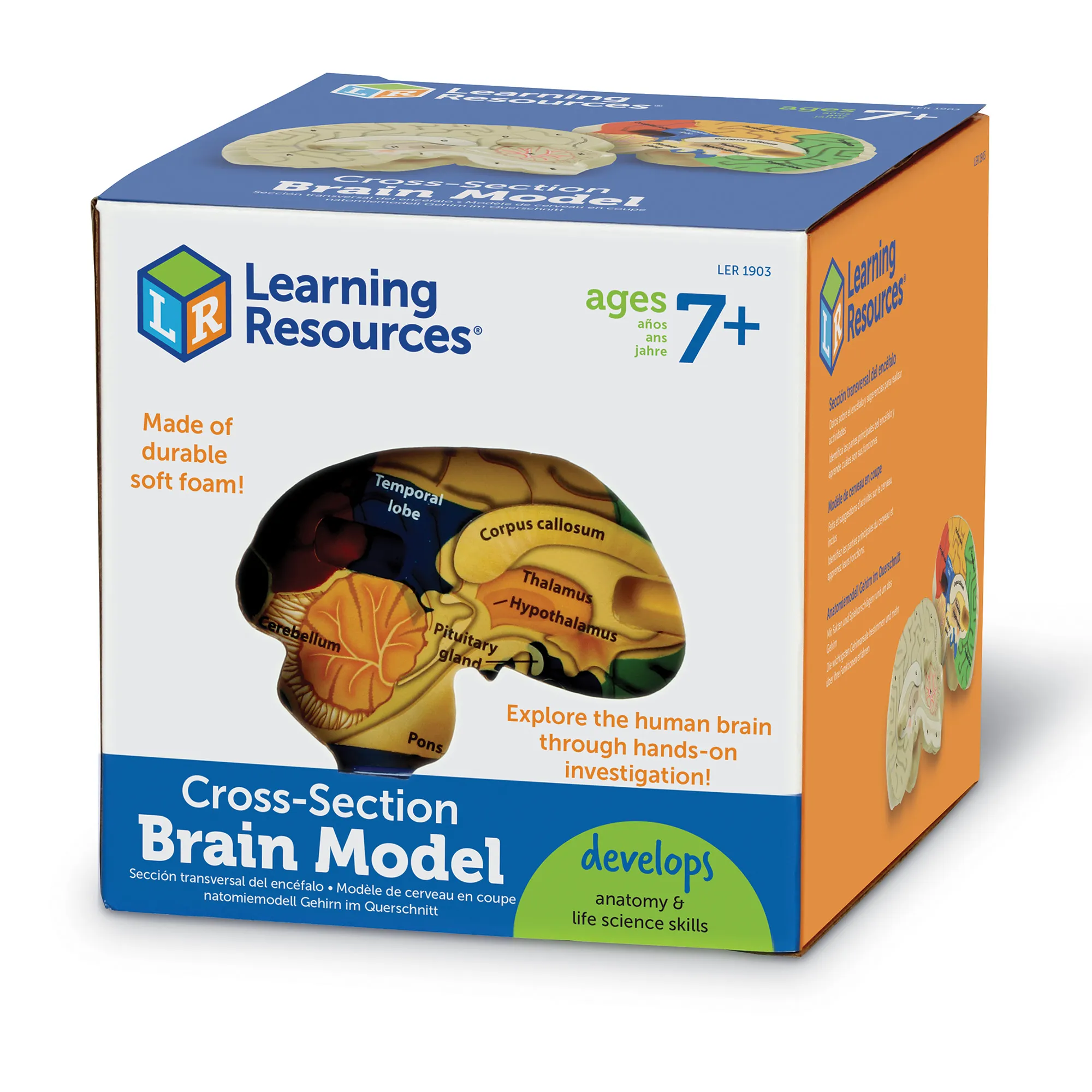 Soft Foam Cross-Section Human Brain Model - Image 6