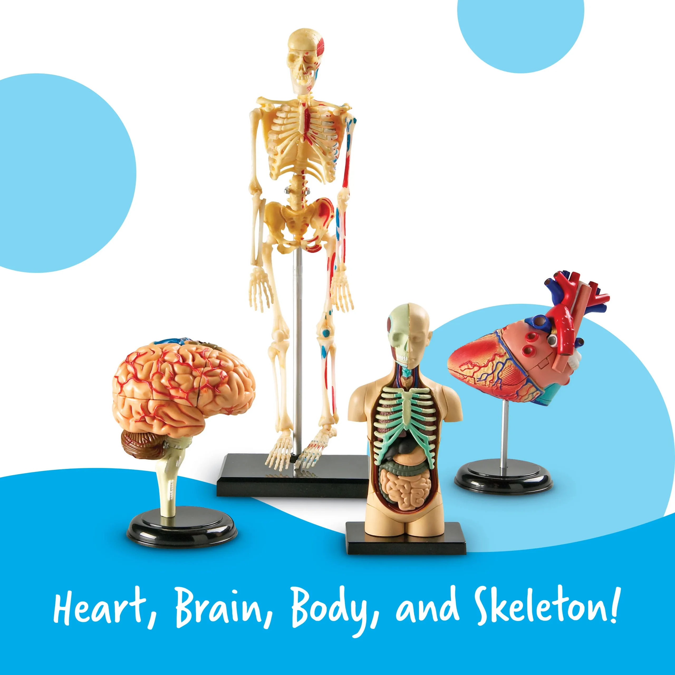 Anatomy Models Bundle - Image 4
