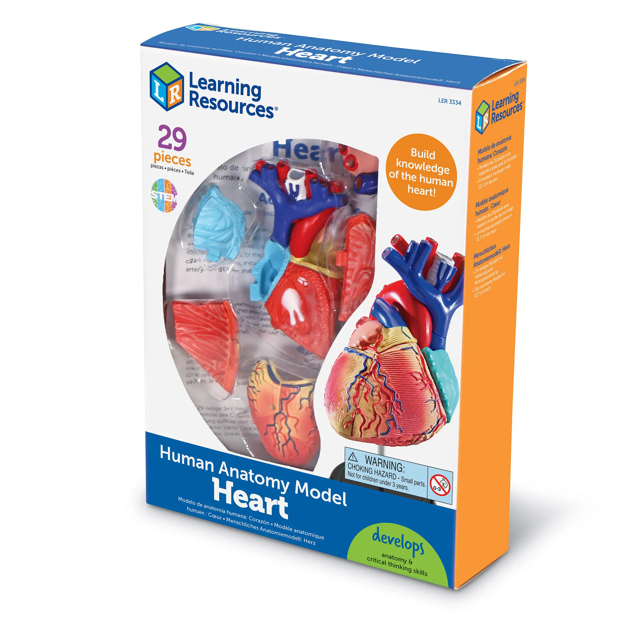 Anatomy Model - Heart - Image 6