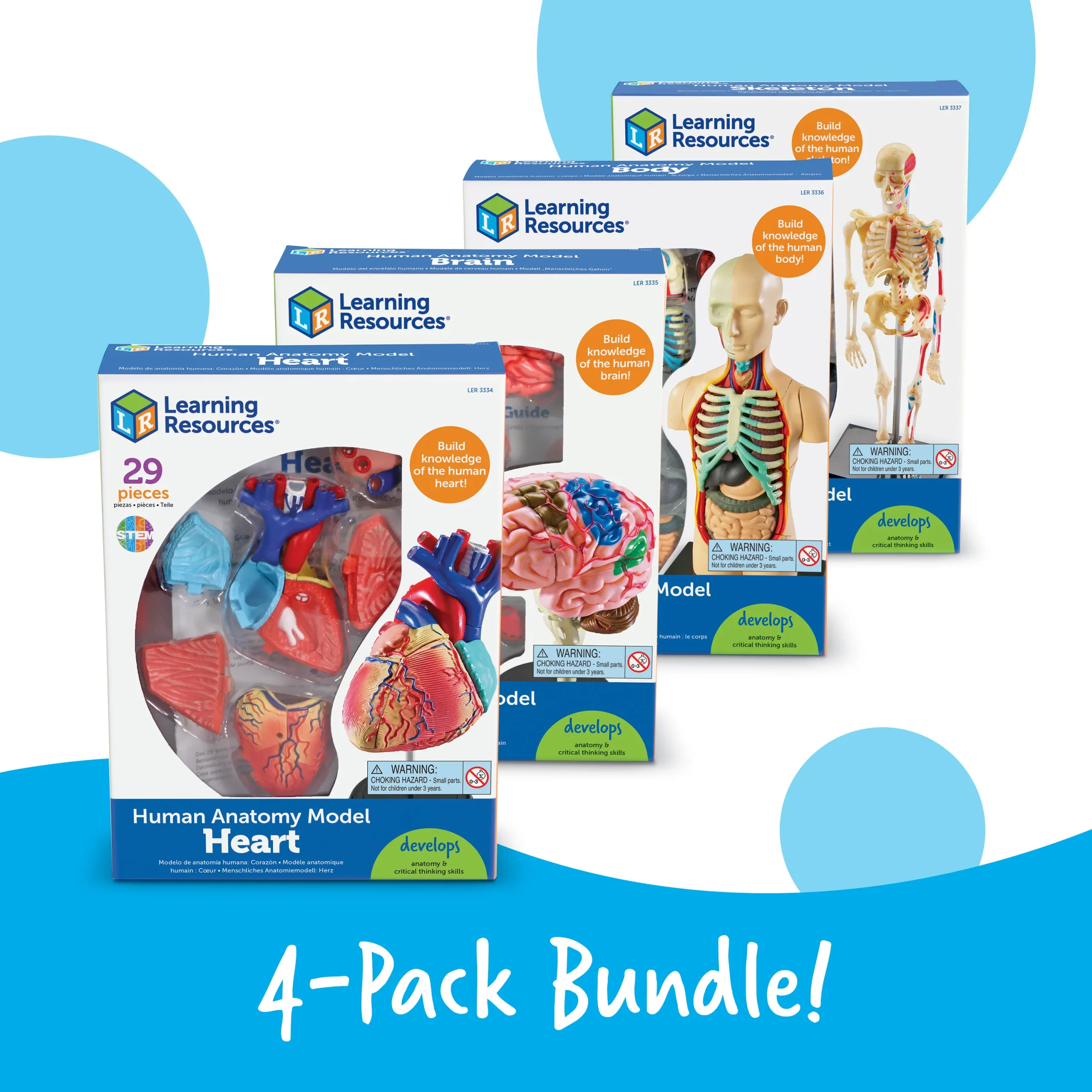 Anatomy Models Bundle - Image 6