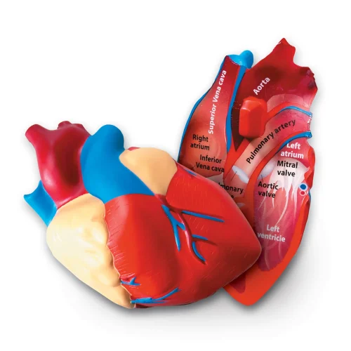 Soft Foam Cross-Section Human Heart Model