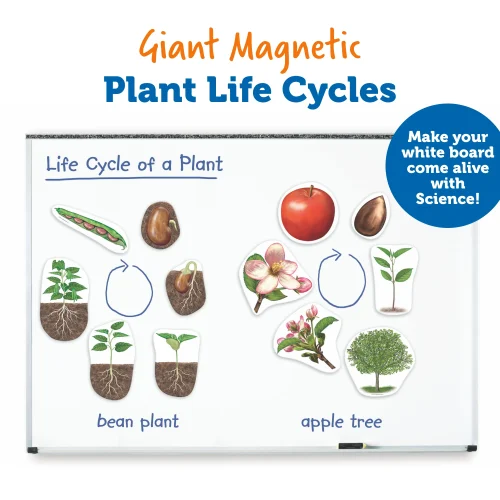 Alternative view of Giant Magnetic Plant Life Cycle