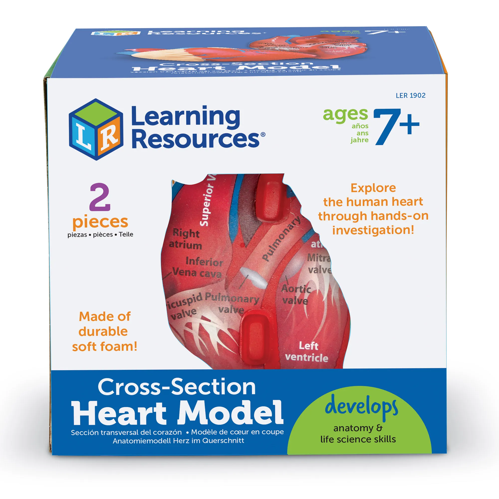 Soft Foam Cross-Section Human Heart Model - Image 2