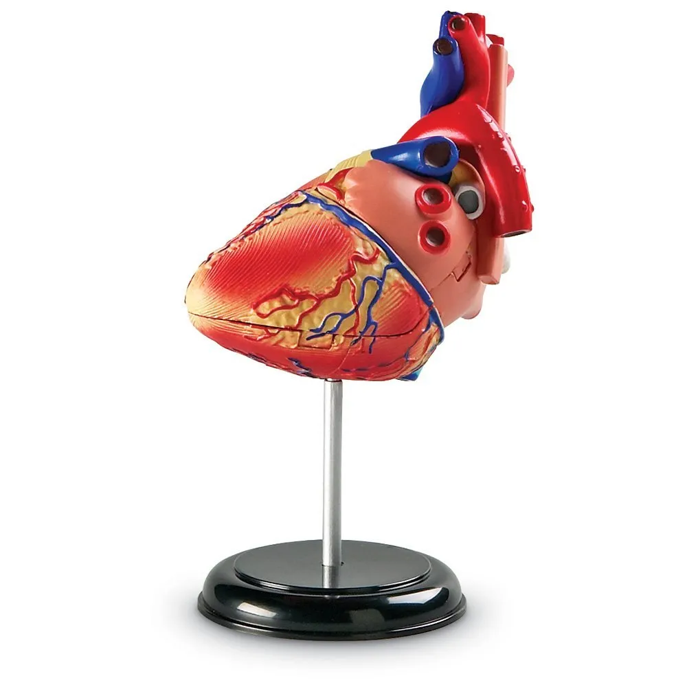 Anatomy Model - Heart - Image 4