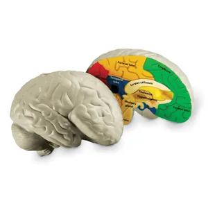 Soft Foam Cross-Section Human Brain Model - Image 4