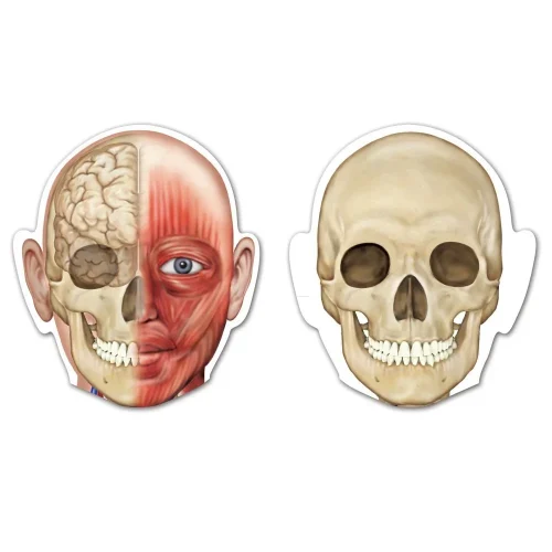 Alternative view of Double-Sided Magnetic Human Body