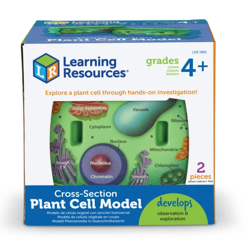 Alternative view of Soft Foam Cross-Section Plant Cell Model