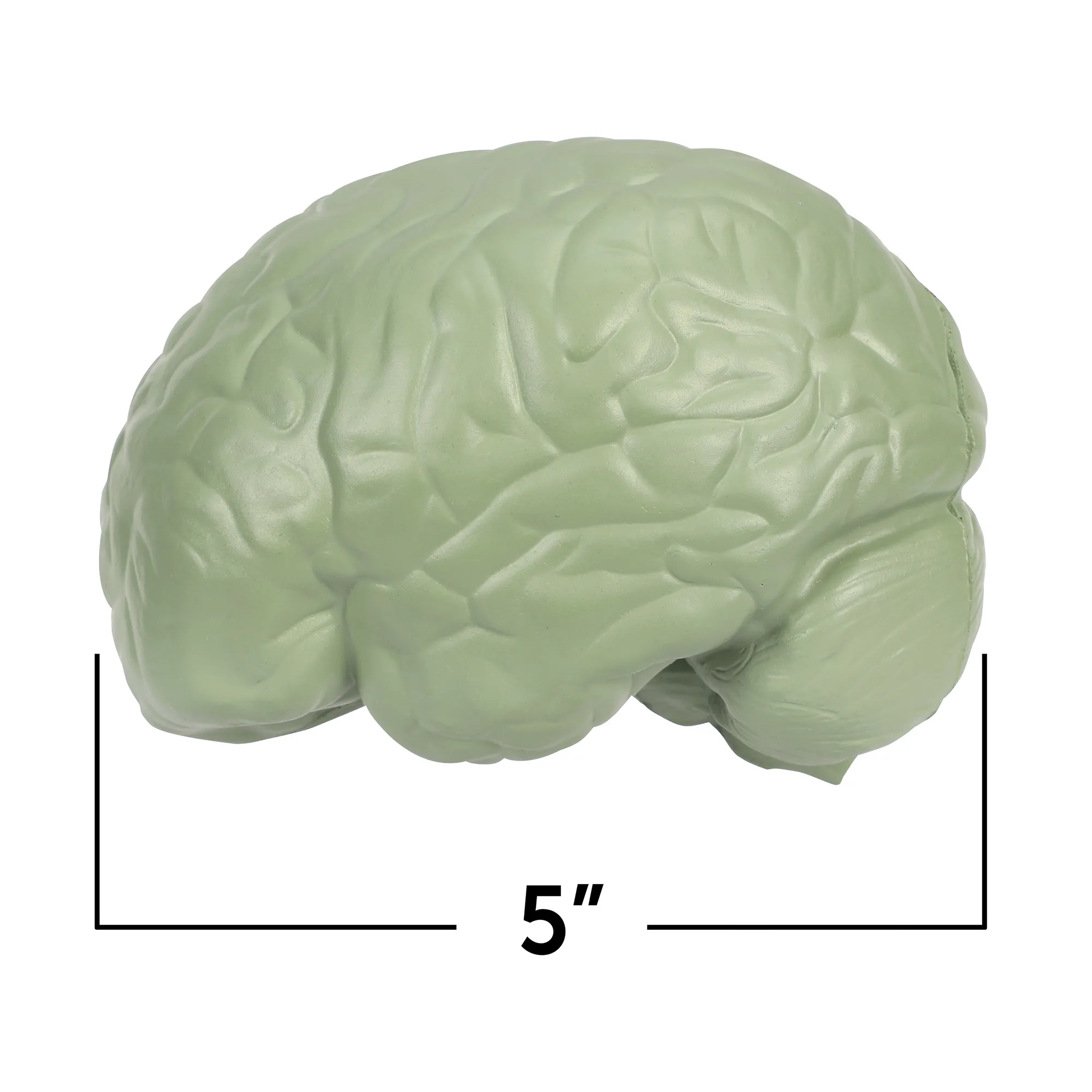Soft Foam Cross-Section Human Brain Model - Image 5