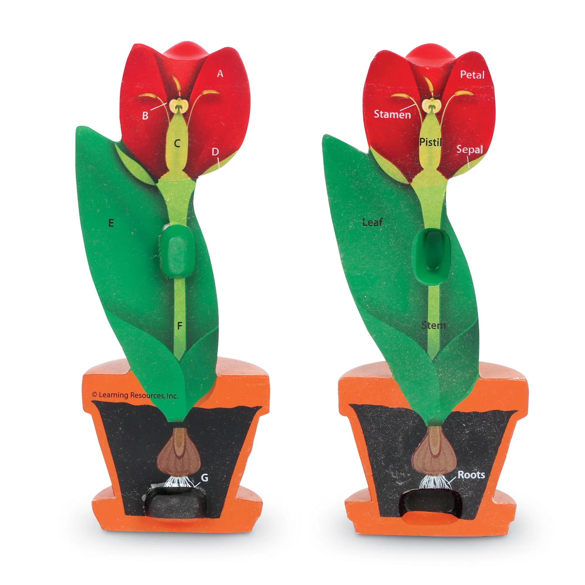 Soft Foam Cross-Section Flower Model - Image 3