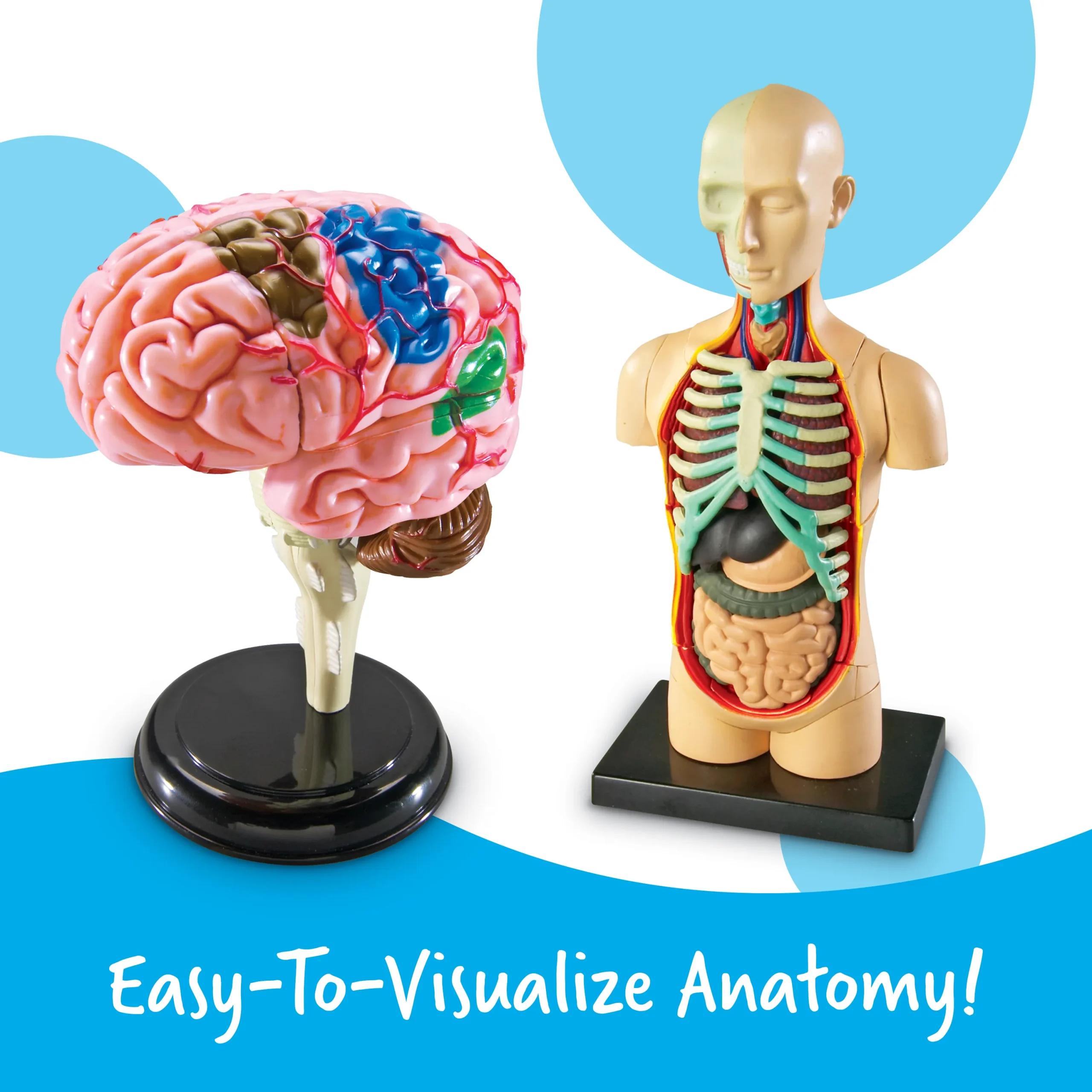 Anatomy Models Bundle - Image 3