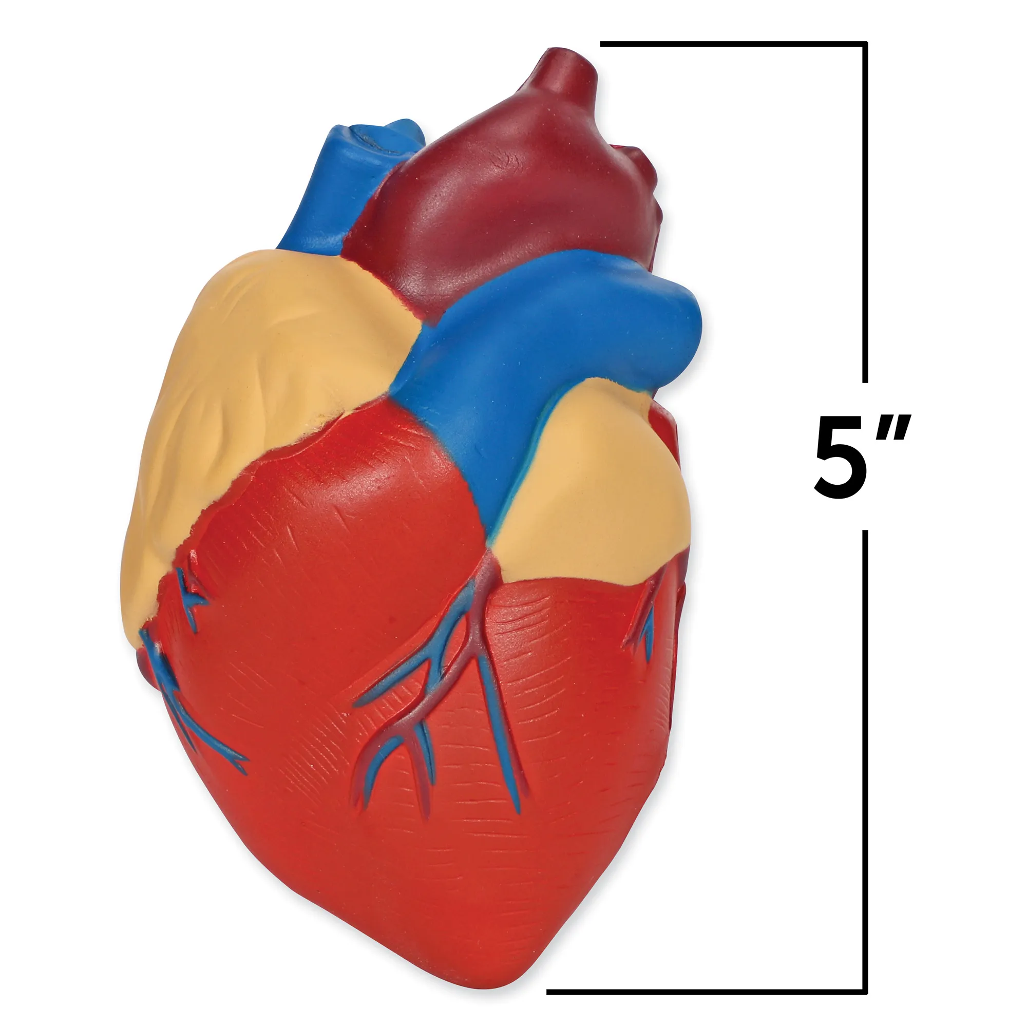 Soft Foam Cross-Section Human Heart Model - Image 3