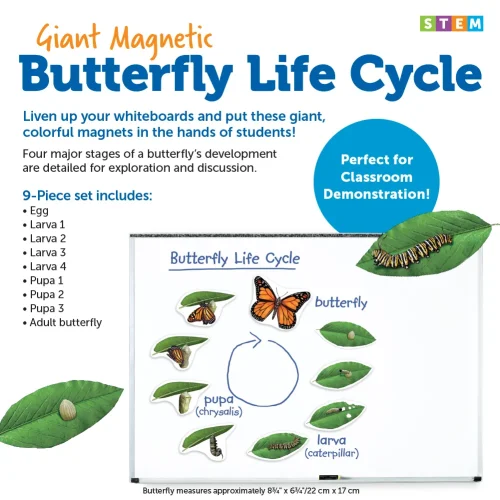 Alternative view of Giant Magnetic Butterfly Life Cycle