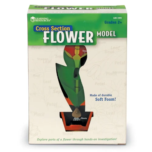 Alternative view of Soft Foam Cross-Section Flower Model