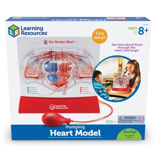 Alternative view of Pumping Heart Model