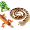 Learning Resources Puzzle Jumbo Reptiles & Amphibians