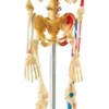 Anatomy Model - Skeleton