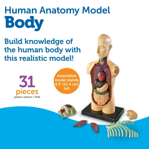 Alternative view of Anatomy Model - Human Body