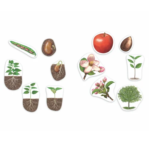 Giant Magnetic Plant Life Cycle