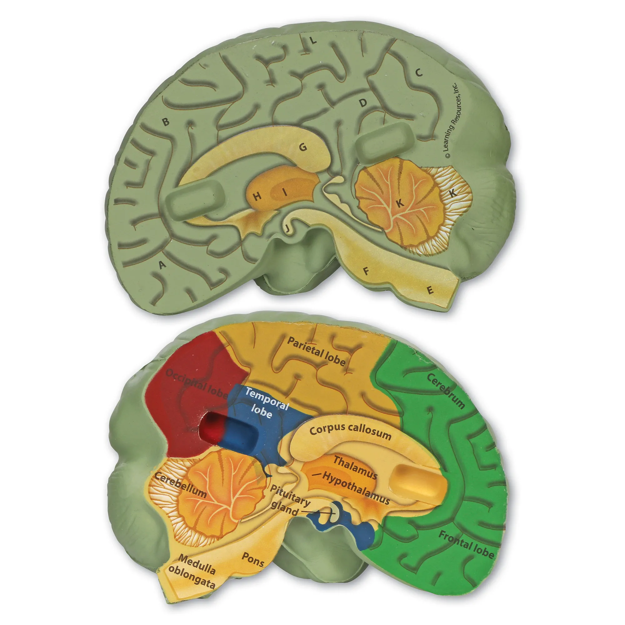 Soft Foam Cross-Section Human Brain Model - Image 3