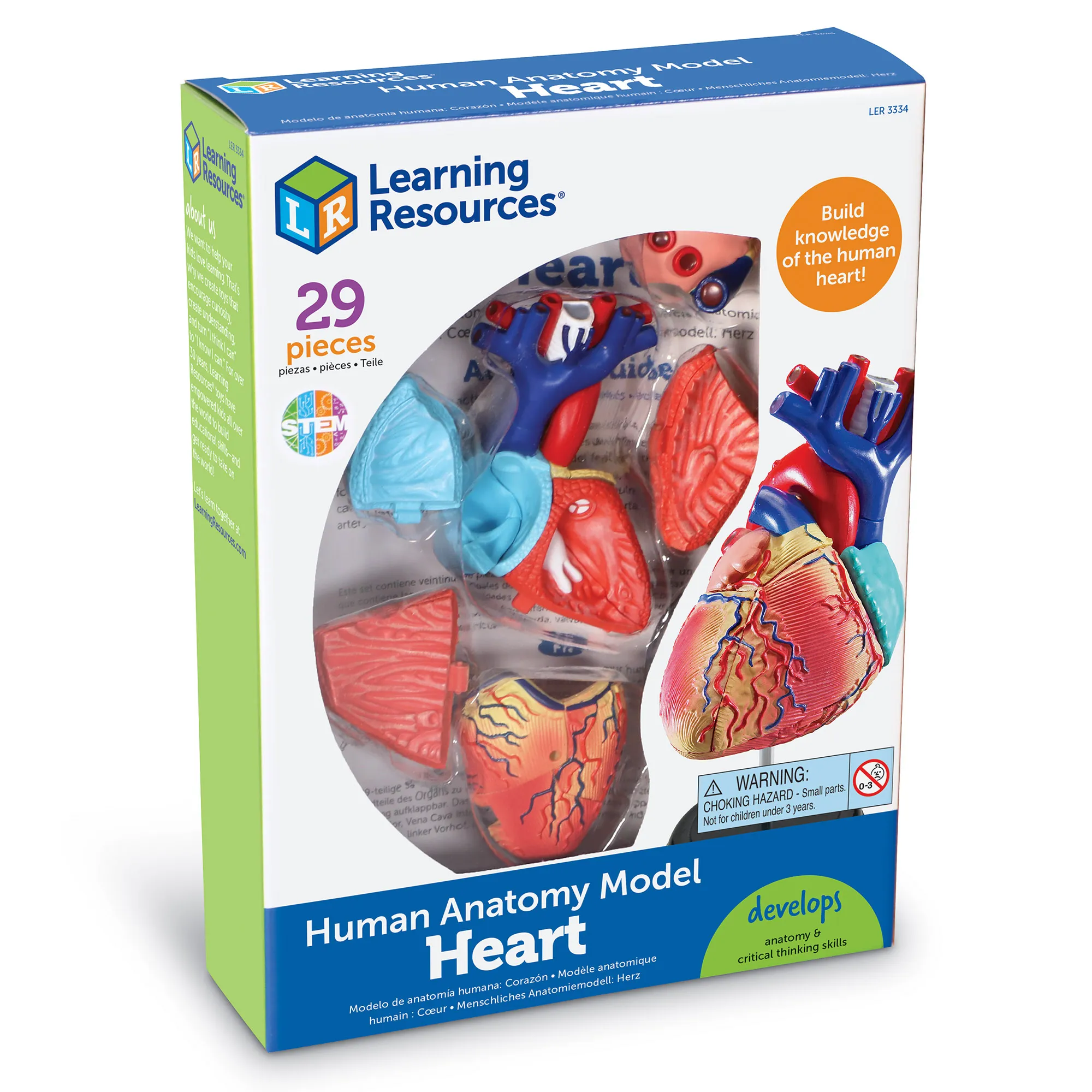 Anatomy Model - Heart - Image 7