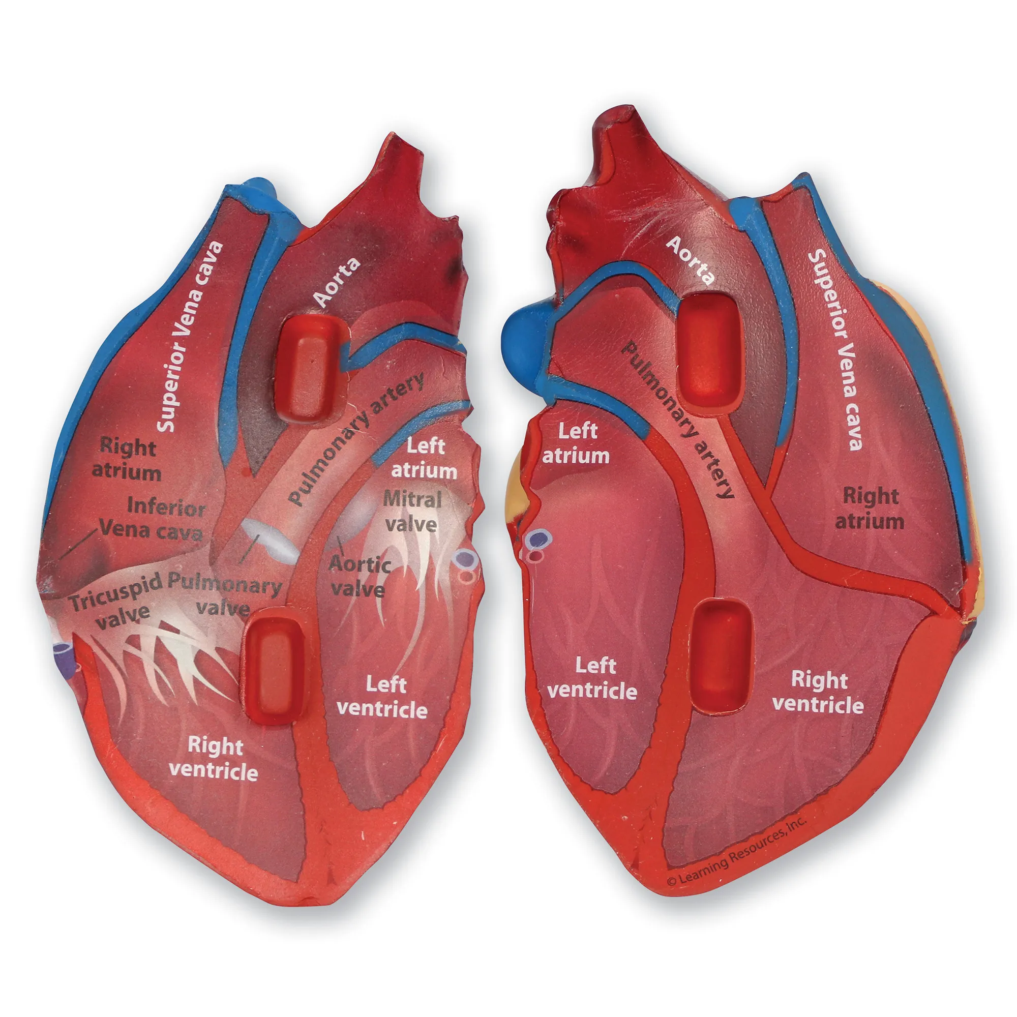 Soft Foam Cross-Section Human Heart Model - Image 4