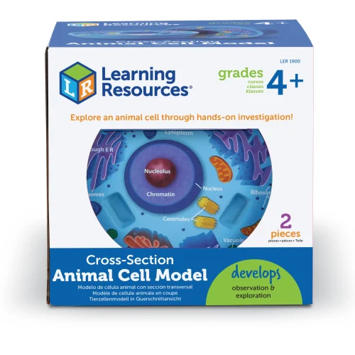 Alternative view of Soft Foam Cross-Section Animal Cell Model