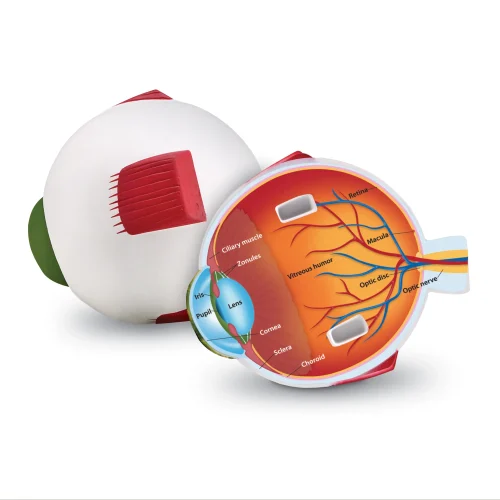 Alternative view of Soft Foam Cross-Section Eye Model