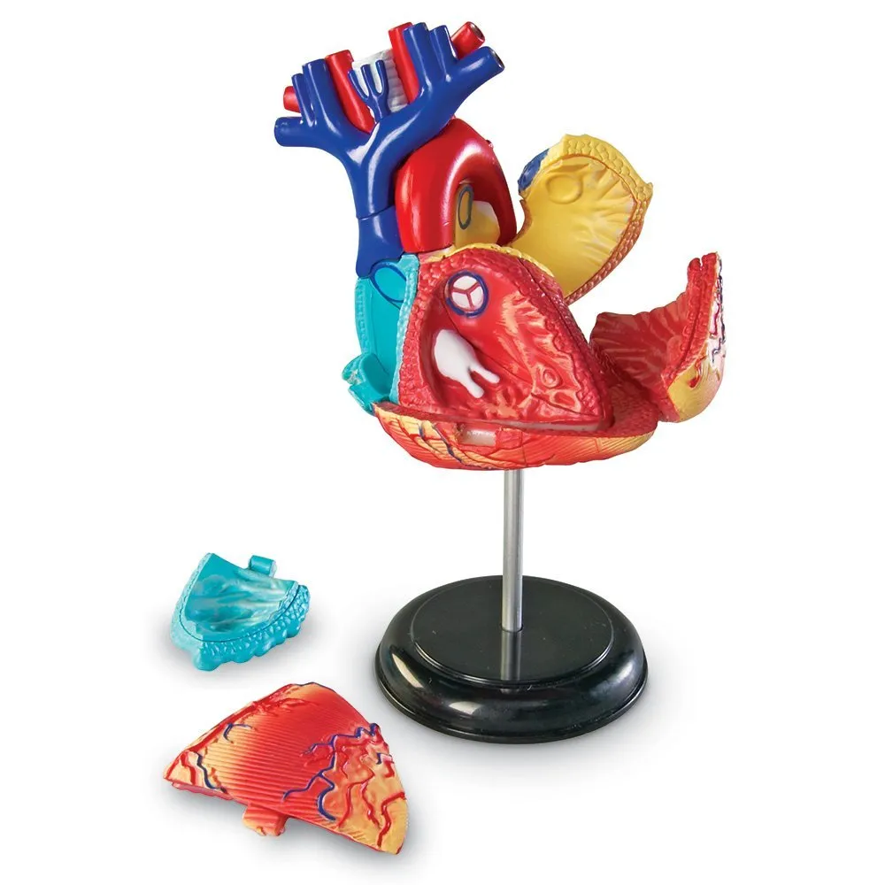 Anatomy Model - Heart - Image 10