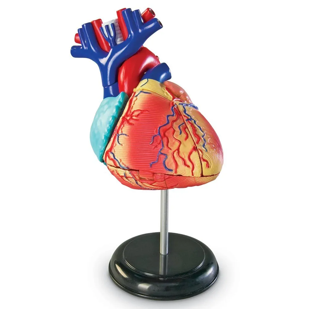 Anatomy Model - Heart - Image 8