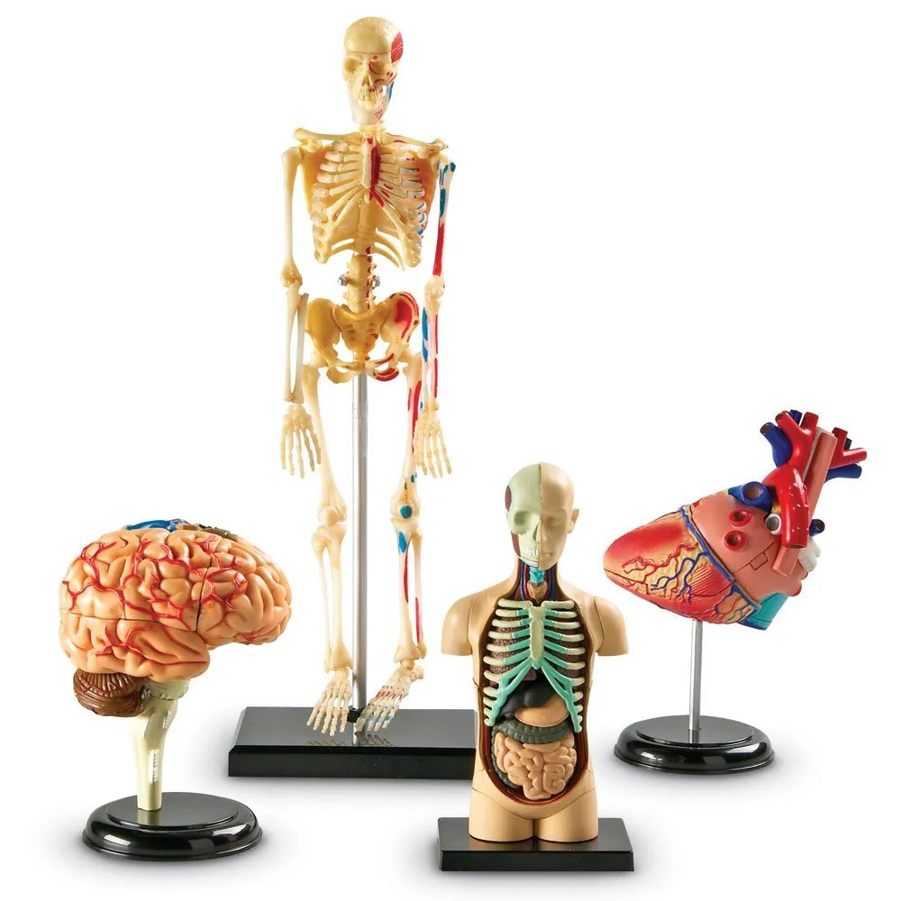 Anatomy Models Bundle - Image 8